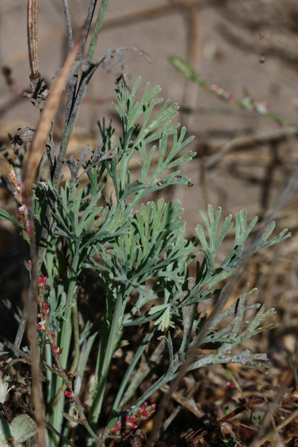 High Resolution Eschscholzia californica Leaf